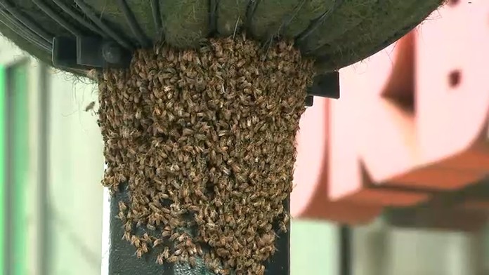 Bees swarm planter outside Urban Outfitters store in Lower Manhattan, New York City