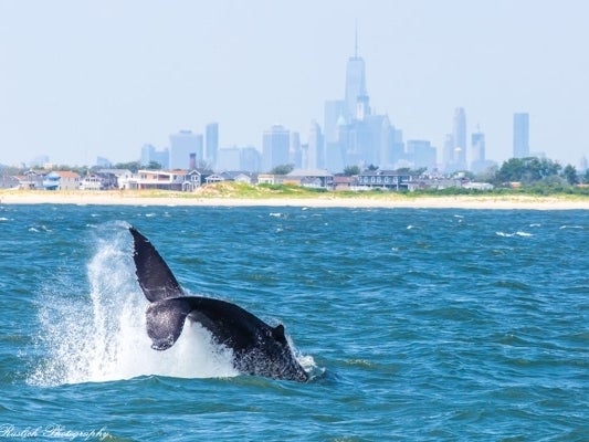 Whales Seen In Hundreds Off NYC Shores, Drawn By Cleaner Waters