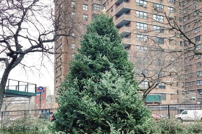 Christmas trees cost as much as $6,500 in New York City
