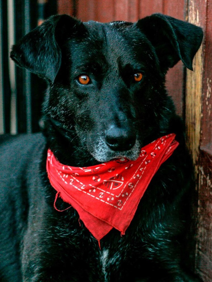 How a Chilean dog ended up as a face of the New York City subway protests