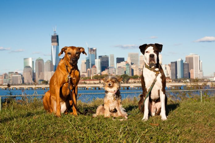 Here are seven paw-some neighborhoods for New York City dog owners