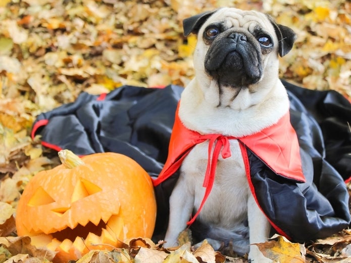 Best New York City-Area Pumpkin Patches 2020